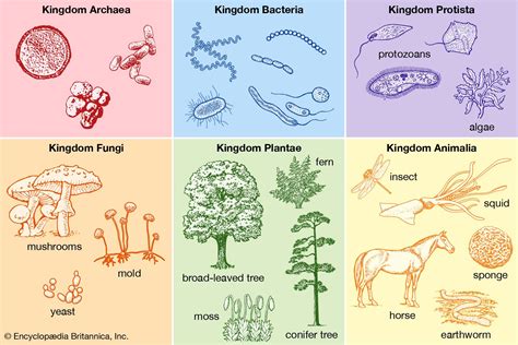 taxonomy and the 6 kingdoms webquest answers
