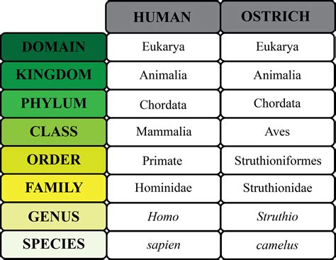 Read Online Taxonomy Classification And Specimens 