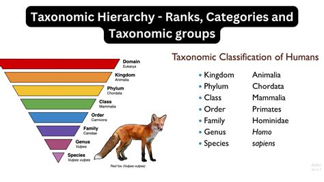 Read Online Taxonomy Classification And Specimens 