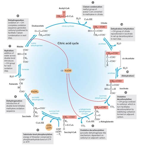 Tca Cycle Krebs Cycle