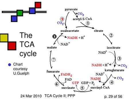 Tca Cycle Ppt