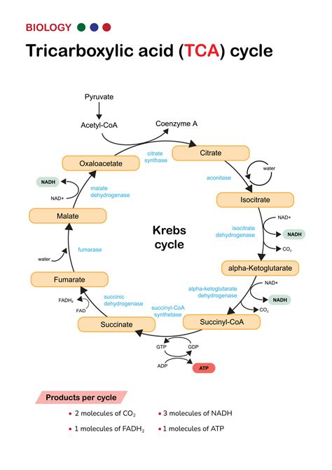 Tca Krebs Cycle