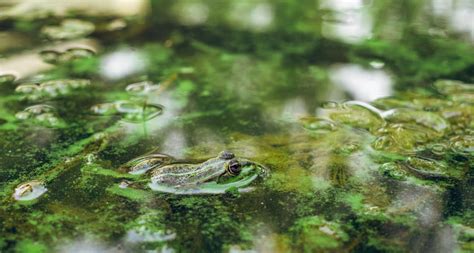 te veel alg in de vijver