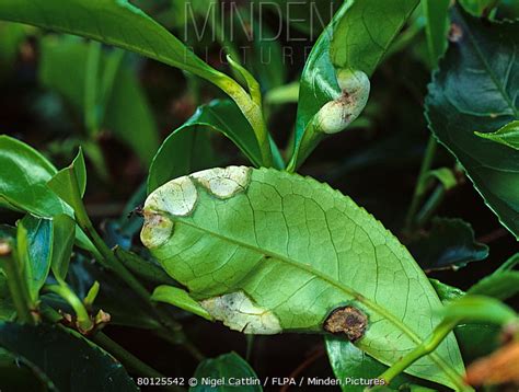 Tea Blister Blight