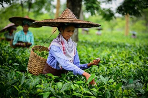 Tea Estates In Assam