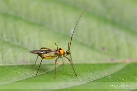 Tea Mosquito Bug