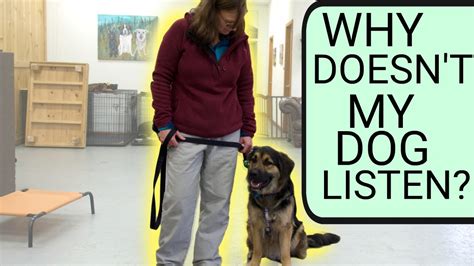 teach a dog to listen