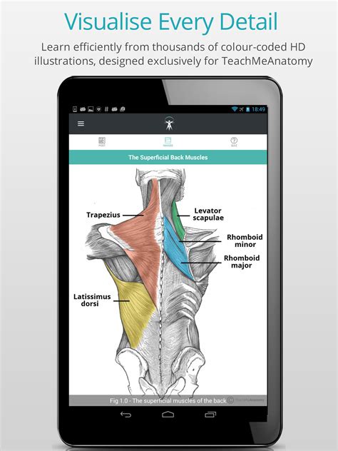 Teach Me Anatomy