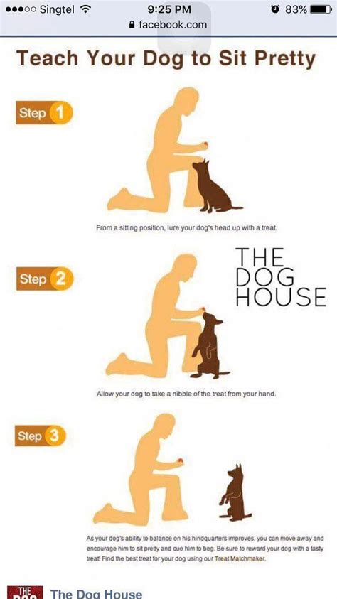 teach your dog to sit up