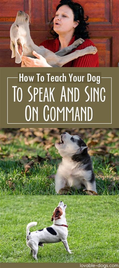 teach your dog to speak