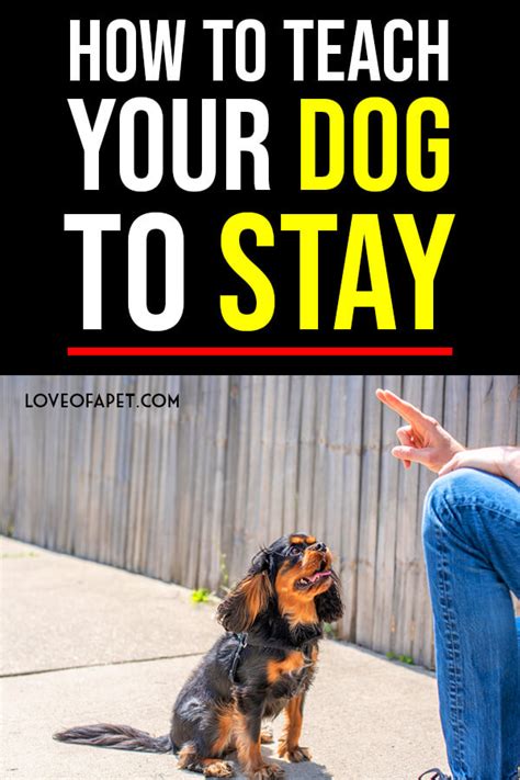 teach your dog to stay