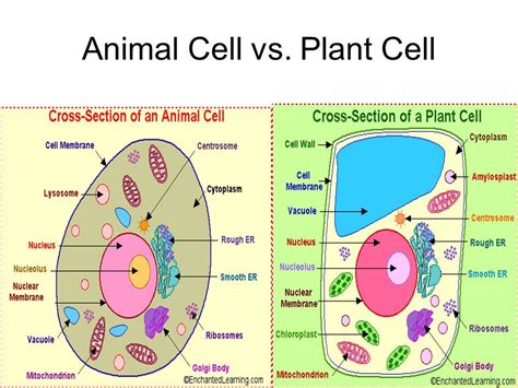 Teaching Cells Simple Plant And Animal Organelles For Teaching Cells To 5th Grade - Teaching Cells To 5th Grade