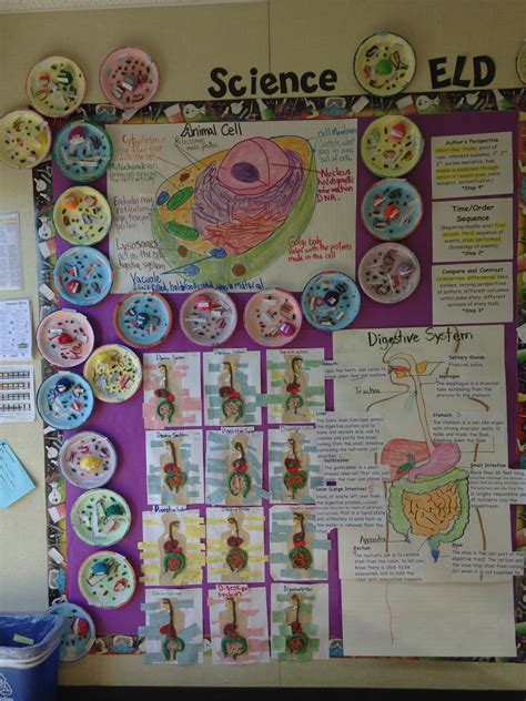 Teaching Cells To 5th Grade   Teaching Cells Simple Plant And Animal Organelles For - Teaching Cells To 5th Grade