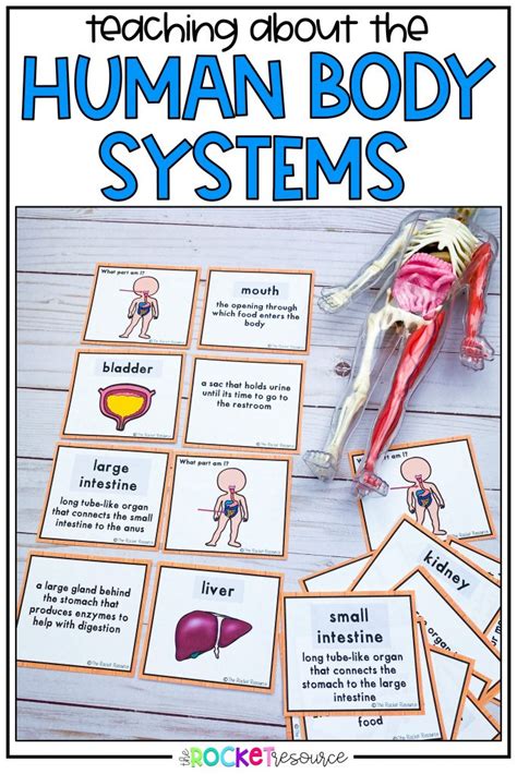 Teaching Human Body Systems Elementary The Rocket Resource Respiratory System Activities For Elementary Students - Respiratory System Activities For Elementary Students