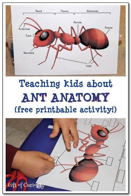 Teaching Kids About Ant Anatomy Insect Printable Insect Body Parts For Kids - Insect Body Parts For Kids