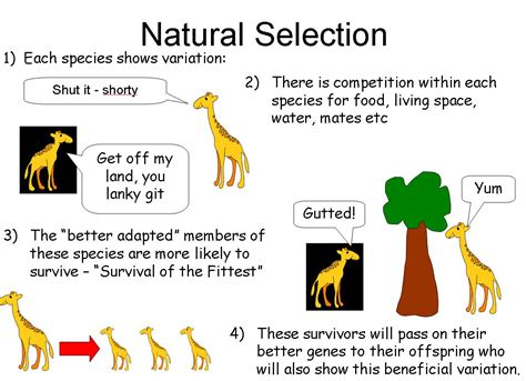 Teaching Natural Selection And Evolution Science Lessons That 7th Grade Worksheet For Evelotion - 7th Grade Worksheet For Evelotion