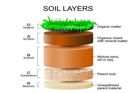 Teaching The Layers Of The Rainforest Foldables