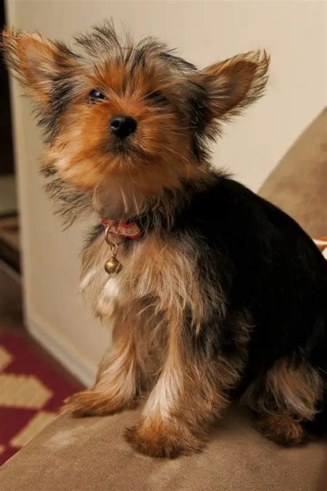 Teacup Yorkie Health Issues