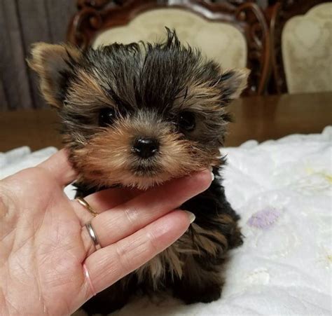 Teacup Yorkie Lifestyle