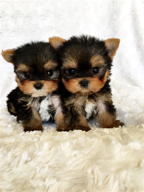 Teacup Yorkie Puppy with Breeder