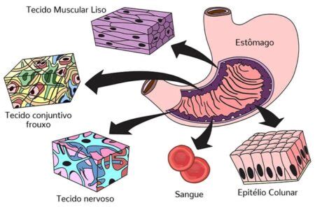 Tecidos Do Corpo