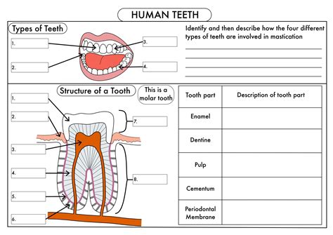 Teeth An Overview Sciencedirect Topics Teeth Science - Teeth Science