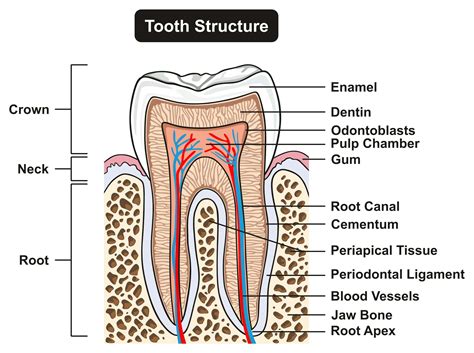 Teeth Anatomy Definition Function And Structure Biology Dictionary Teeth Science - Teeth Science