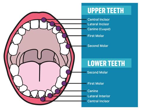 Teeth Anatomy Types Function Amp Care Cleveland Clinic Teeth Science - Teeth Science