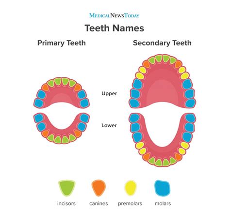 Teeth Names Diagram Types And Functions Medical News Teeth Science - Teeth Science