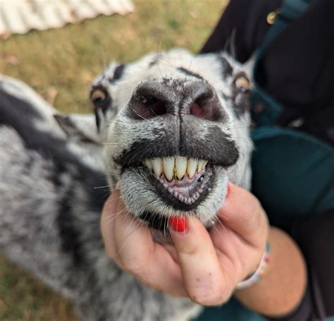 Teeth Of A Goat