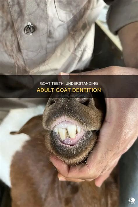 Teeth Of Goat