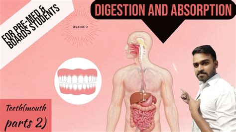 Teeth Video Digestion And Absorption Khan Academy Teeth Science - Teeth Science