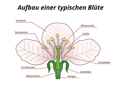 Teil Der Blüte