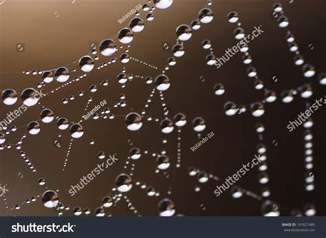 Tela De Araña