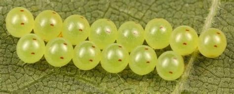 telur capung | Siklus Hidup Capung Program Studi Biologi UMA