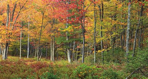 Temperate Deciduous Forest