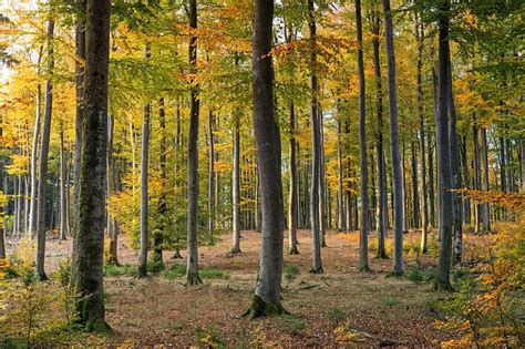 Temperate Deciduous Forest Plants