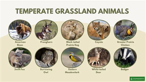 Temperate Grassland Animals