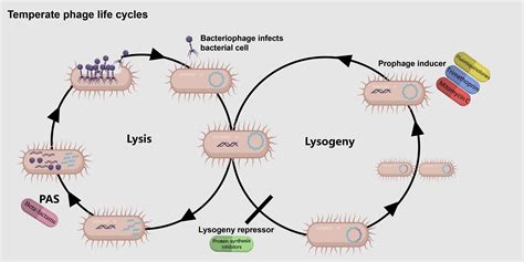 Temperate Phage