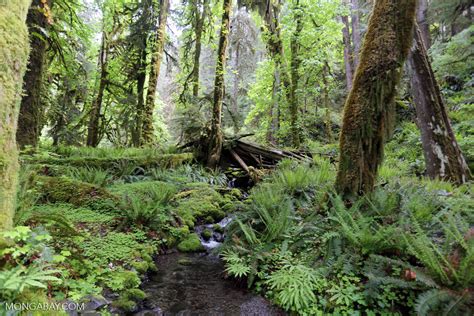 Temperate Rainforest Olympic Np Photo Richard Wong Photography Rainforest Pictures To Print - Rainforest Pictures To Print
