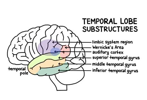 Temporal Lobe Functioning