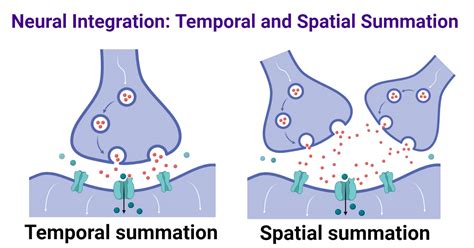 Temporal Vs Spatial Summation