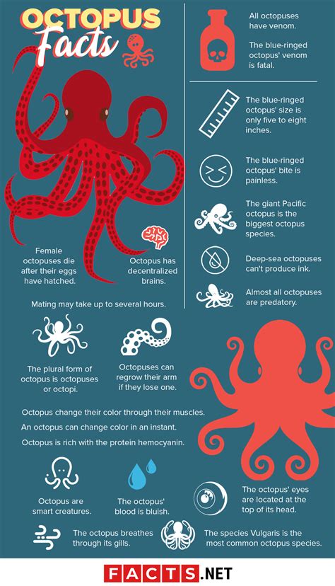 Ten Wild Facts About Octopuses They Have Three 5 Senses Science - 5 Senses Science