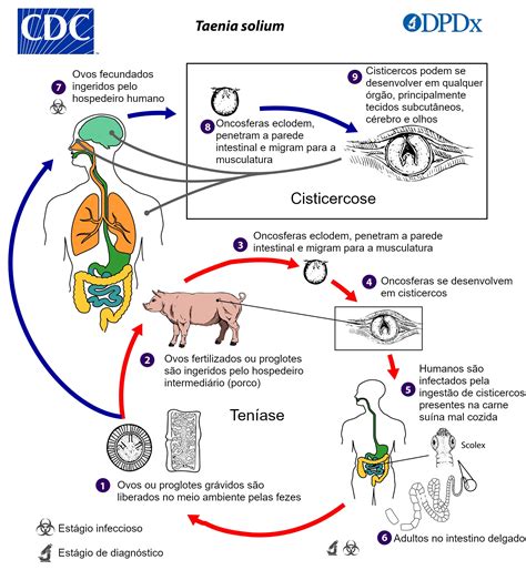 Teníase E Cisticercose