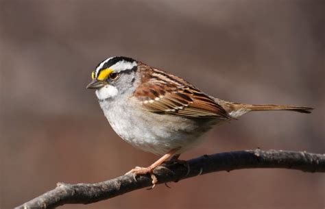 tennessee bird