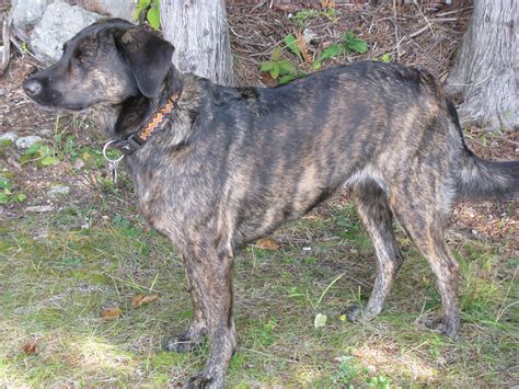 tennessee brindle