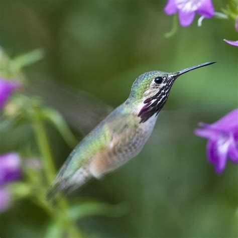 Tennessee Hummingbird Flowers