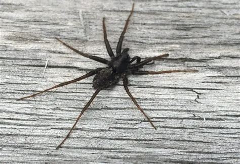 tennessee spiders