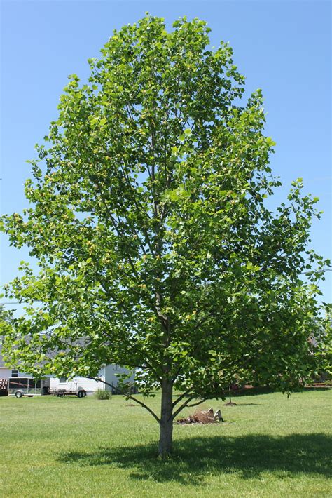 tennessee state tree