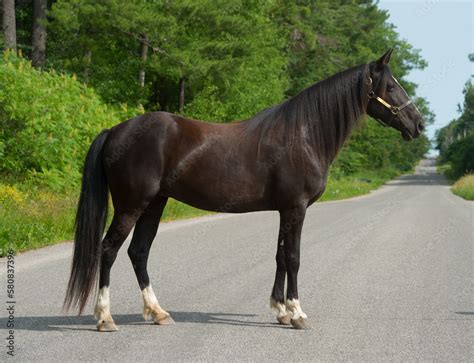 tennessee walker